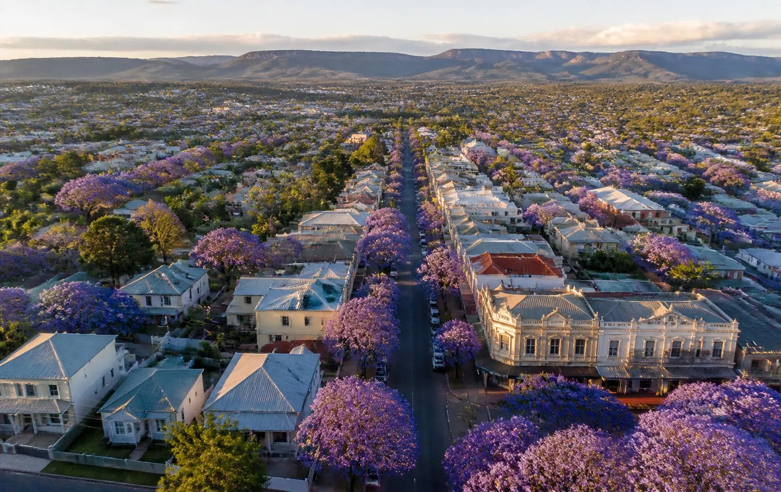 Aerial view of Ruthven Street, North Toowoomba with purple jacarandas in bloom